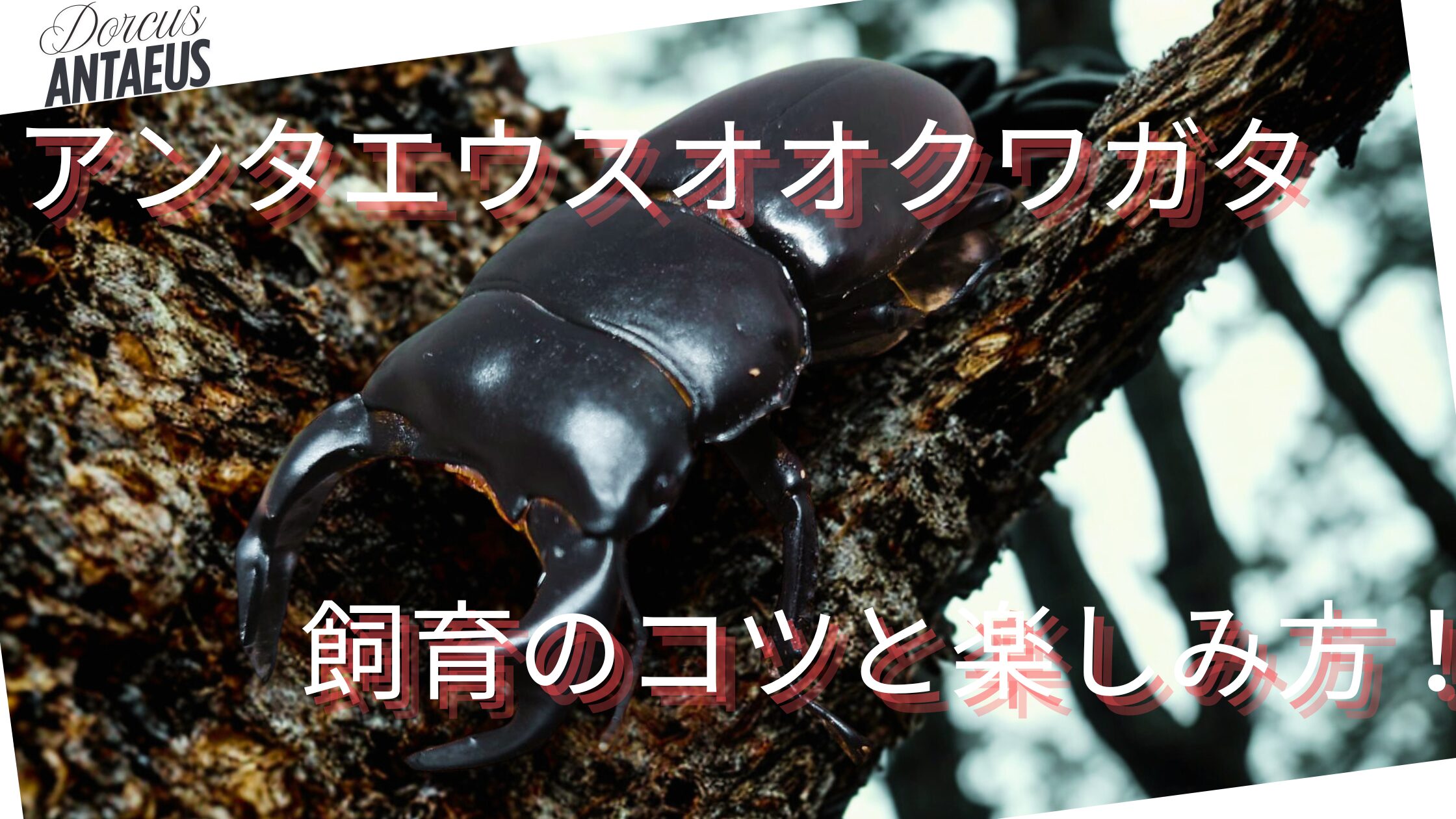 初心者必見】アンタエウスオオクワガタ飼育のコツと楽しみ方を 
